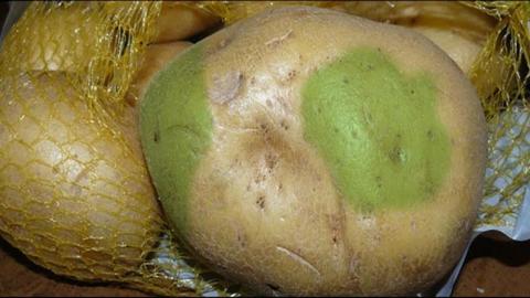 البطاطس الخضراء.. لماذا تسبب الإصابة بالتسمم؟