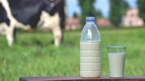 الحليب البقري أم الجاموسي.. أيهما أكثر فائدة؟